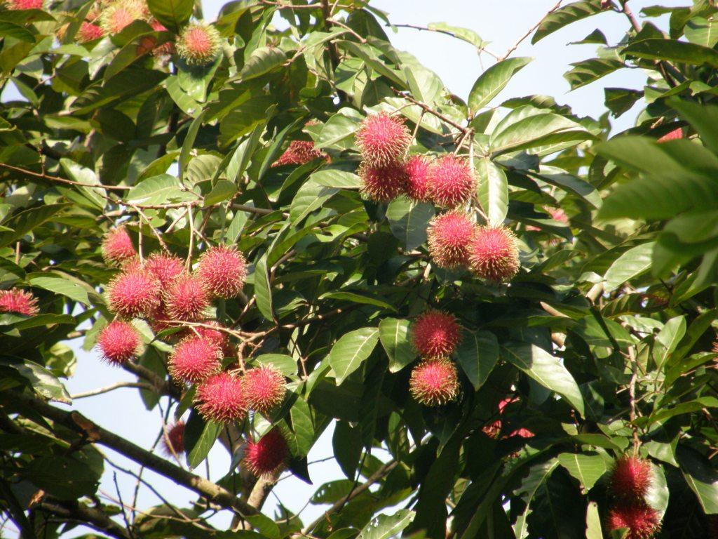 rambutan 
